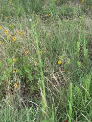 Plectocephalus americanus