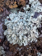 Flavoparmelia haysomii