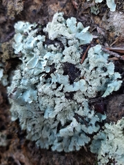 Flavoparmelia haysomii