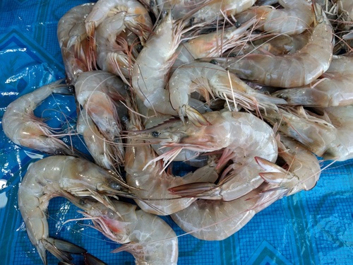 Penaeus indicus