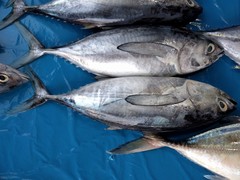 Thunnus obesus