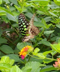 Graphium agamemnon agamemnon