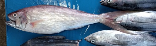 Aphareus rutilans