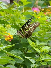 Graphium agamemnon agamemnon