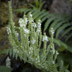 Anarrhinum duriminium