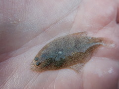 Citharichthys spilopterus