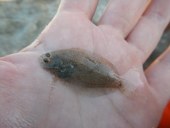 Citharichthys spilopterus