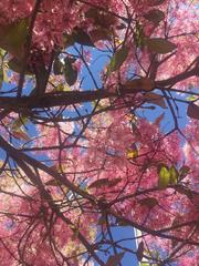 Chionanthus pubescens