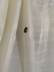 Phyllophaga