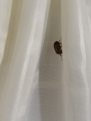 Phyllophaga