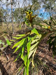 Grevillea baileyana