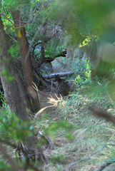 Thylogale billardierii