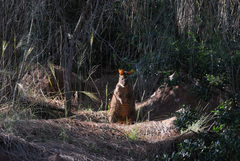 Thylogale billardierii