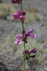 Penstemon rubicundus