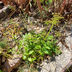 Tauschia hartwegii