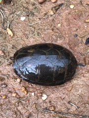 Kinosternon subrubrum