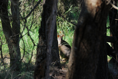 Thylogale billardierii