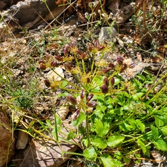 Tauschia hartwegii
