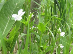 Viola accrescens