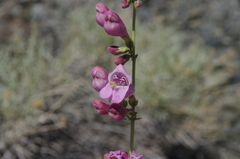 Penstemon rubicundus