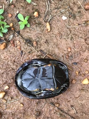 Kinosternon subrubrum