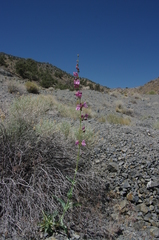Penstemon rubicundus