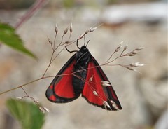 Tyria jacobaeae