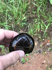 Kinosternon subrubrum