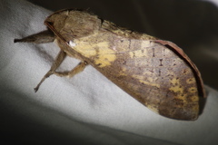 Oxycanus beltista