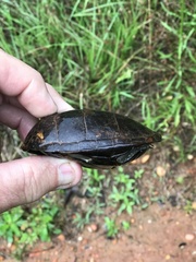 Kinosternon subrubrum