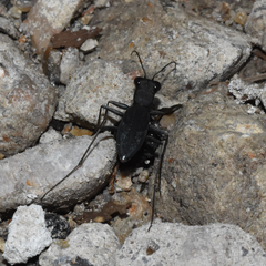 Dromochorus pilatei