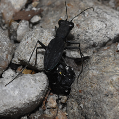 Dromochorus pilatei