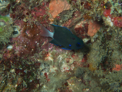 Pycnochromis caudalis