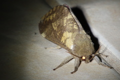 Oxycanus beltista