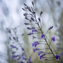 Anarrhinum longipedicellatum