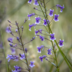 Anarrhinum longipedicellatum
