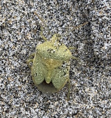 Chlorochroa norlandorum