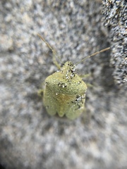Chlorochroa norlandorum