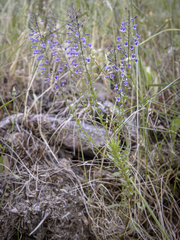 Anarrhinum longipedicellatum