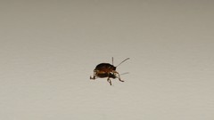 Coleoptera