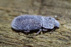 Colydiinae