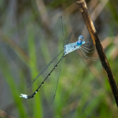 Lestes praemorsus decipiens