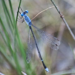 Lestes praemorsus decipiens