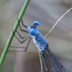 Lestes praemorsus decipiens