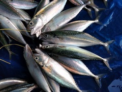 Rastrelliger faughni