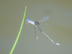 Lestes praemorsus decipiens