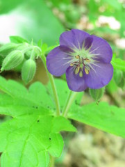 Geranium platyanthum