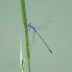 Lestes praemorsus decipiens