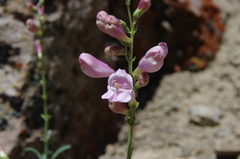 Penstemon rubicundus