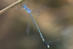 Lestes praemorsus decipiens